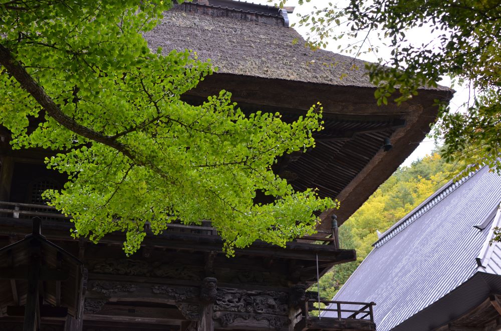 霊松寺　イチョウと山門